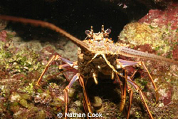 Lobster checking me out in Belize by Nathan Cook 